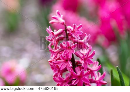 Pink Hyacinth Blooms In Flowerbed Close-up. Spring Or Summer. Bokeh Of Multicolored Flowers. Postcar