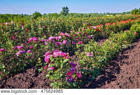 Field Of Roses On A Rose Nusery In The Countryside