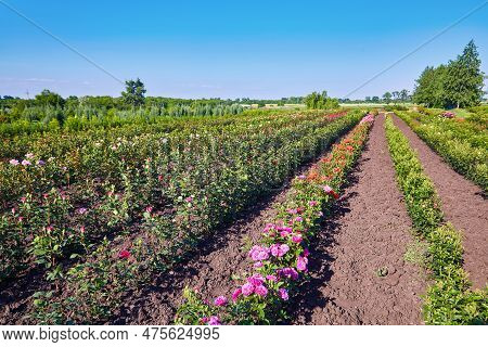 Field Of Roses On A Rose Nusery In The Countryside