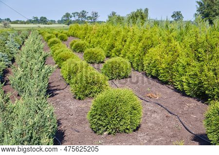Rows Of Young Conifers In Greenhouse With A Lot Of Plants On Plantation