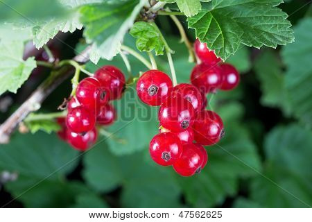 Red Currant Berries