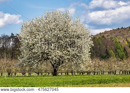 Cherry Blossom On The Hills At Pretzfeld, Germany In Franconian Switzerland. A Famous Region For Fru