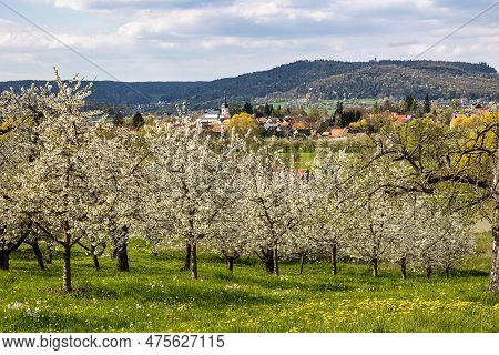 Cherry Blossom On The Hills At Pretzfeld, Germany In Franconian Switzerland. A Famous Region For Fru