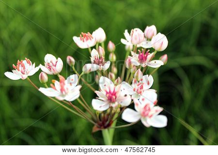 Butomus Umbellatus çiçek