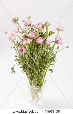 Ranuncolo rosa