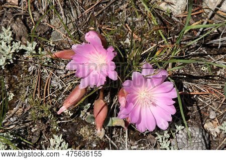 Bitterroot (lewisia Rediviva) Pink Wildflowers In Beartooth Mountains, Montana