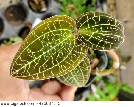 Beautiful Green Lightning Leaves Of Dossinochilus Dreamcatcher Jewel Orchid, A Popular Houseplant