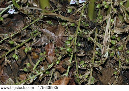 Green And Unripe Cardamom Pods In Plant In Kerala, India.is The Third Most Expensive Spice, Guatemal