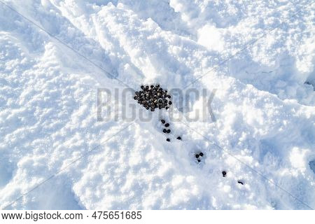 Rabbit Dropping On Snow In Glenveagh Naation Park, County Donegal, Ireland
