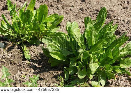 A Sorrel Plant Grows In A Garden Bed. Healthy Food, Nutrients