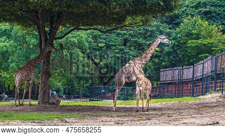 Giraffe Stands By Bushes In Sunshine Nature Green Evironment Travel