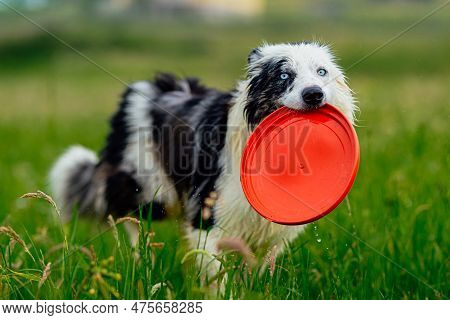 Blue Merle Border Collie Dog With Blue Eyes Running Happily In The Field And Playing Frisby. Happy D