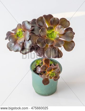 Aeonium Succulent On White Background. Plant Closeup. Floriculture. Grow A Flower From The Genus Of 