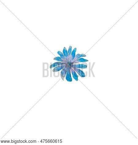 Chicory, Flowers, Blossom, Floret, Flora, Botany, Nature, Blue, Summer, Art, Watercolour, Design, St
