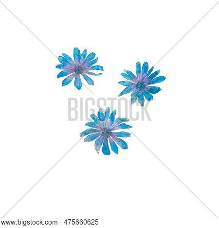 Chicory, Flowers, Blossom, Floret, Flora, Botany, Nature, Blue, Summer, Art, Watercolour, Design, St