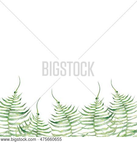 Fern, Forest, Flora, Botany, Nature, Summer, Art, Watercolour, Design, Styling, Isolat