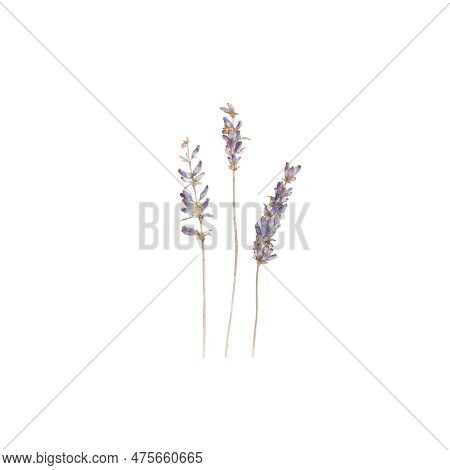 Lavander, Flowers, Blossom, Floret, Flora, Botany, Nature, Violet, Purple, Summer, Art, Watercolour,