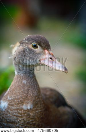 Duck. Farm With Goose, Wings, Beak, Poultry Egg. Hens Duckling Village Household. Avifauna Concept. 