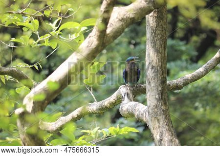 Burmese Roller Or The Indochinese Roller (coracias Affinis) Singing On A Tree Branch, Thailand.