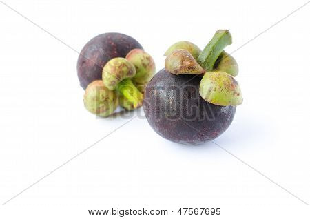 Mangostani