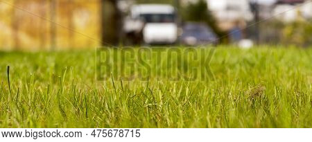 Recently Trimmed Lawn. Blades Of Grass With Trimmed Ends . A Fairly Lush Spring Lawn With Fairly Den