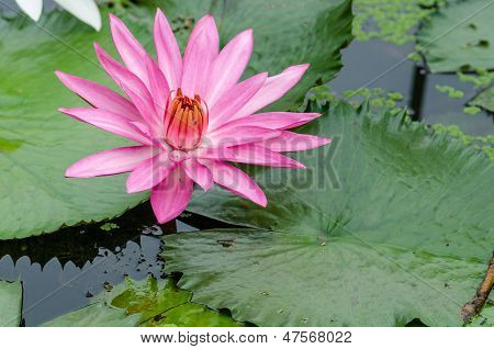 Fiore di loto rosa