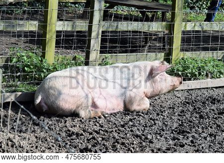 Pig Relaxing In The Afternoon Sun In The Mudd