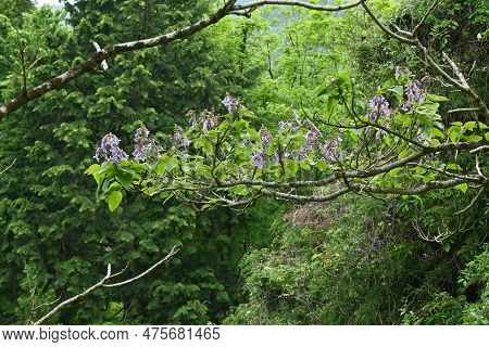 Paulownia Tree ( Paulownia Tomentosa ) Flowers. Paulowniaceae Deciduous Tree Native To China. Light 