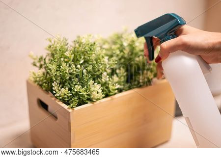 Female Hand Foliar Feeding And Nutrition Of Garden Plants In Domestic Area.
