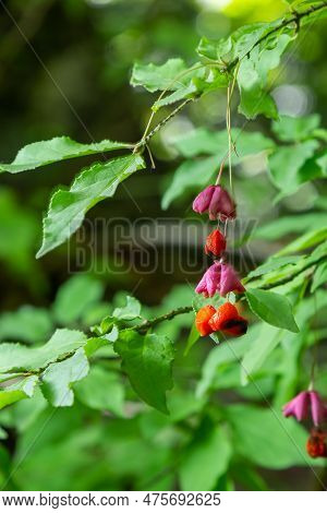Euonymus Europaeus European Common Spindle Capsular Ripening Autumn Fruits, Red To Purple Or Pink Co