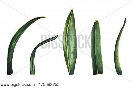 Watercolor Snowdrop Leaves. Foliage Botanical Illustration. Watercolor Illustration Of Greenery On A