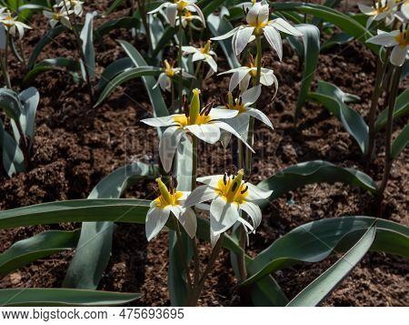 Close-up Shot Of The Botanical Tulip Or Turkestan Tulip (tulipa Turkestanica) Flowering With Star-sh