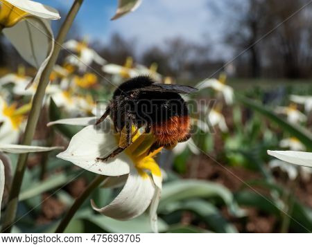 Macro Shot Of The Red-tailed Bumblebee (bombus Lapidarius) On The Botanical Tulip Or Turkestan Tulip