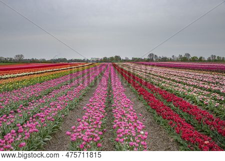 Bright Colored Tulip Field In The City Of Grevenbroich Germany
