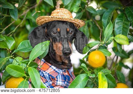 Dog Farmer In A Straw Hat Plaid Shirt Harvests Ripe Oranges In The Garden. Portrait Of A Dachshund I