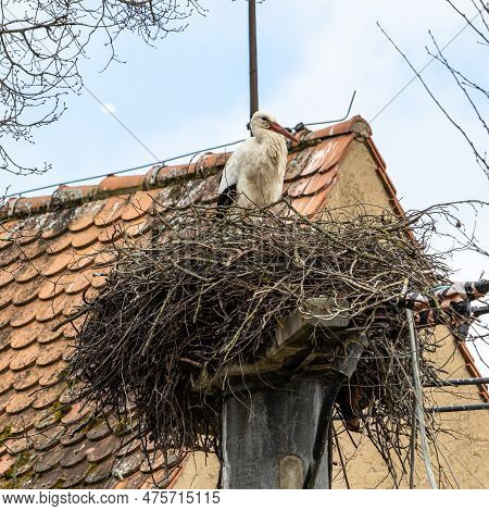 White Stork, Ciconia Ciconia On The Nest In Oettingen, Swabia, Bavaria, Germany In Europe