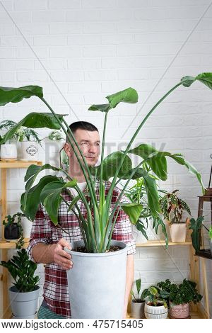 Man Plant Breeder Hold In Hand Home Plants Strelitzia In Pot From Her Collection At Home On The Shel