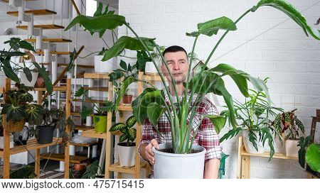 Man Plant Breeder Hold In Hand Home Plants Strelitzia In Pot From Her Collection At Home On The Shel