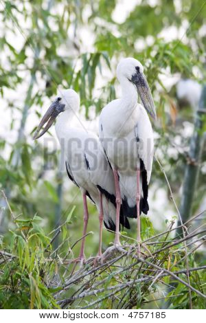 아시아 Openbill 황새