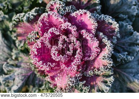 Beautiful Ornamental Decorative Cabbage Covered With A Morning Frost Background. Organic Purple Deco