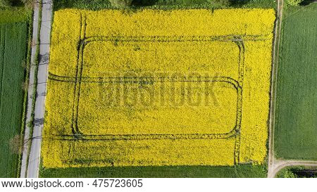 Rapeseed Field In Full Yellow Bloom From Above With Tracks, Drone Imagine