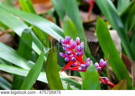 Inflorescence Of An Aechmea Weilbachii Plant, A Bromeliad Species From South America.