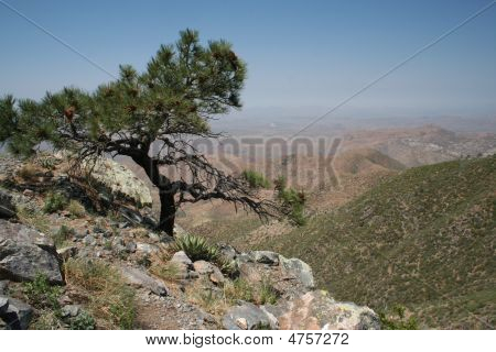 สน Bristlecone โบราณ