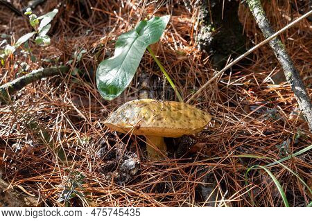 A Young Edible Mushroom - Obabok - Leccinum Lepidum, Makes Their Way Through A Layer Of Grass And Ne
