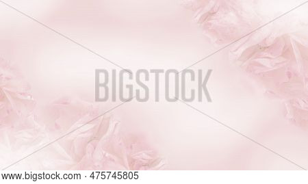 Dreamy Blurred Gradient Background With Merging In A Pale Colored Flower Composition. Peaceful Or Se