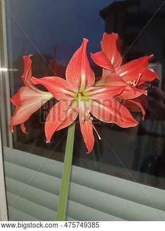 Flowers, Flowers Outside, Beautiful Flowers, Red Flowers, Yellow Flowers, Pink Flowers, Roses, Pink 