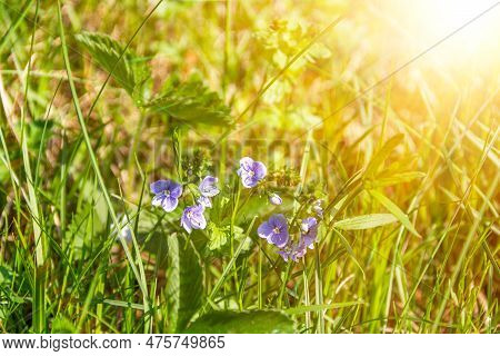 Beautiful Veronica Chamadris. Blue Flowers In The Spring In The Sun. Beautiful Floral Background Wit