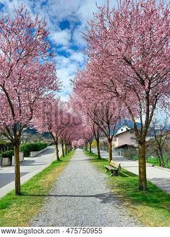 A Beautiful Pink Street In Zams (austria)