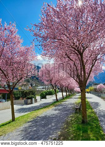 Blooming Of The Plum Trees In Zams