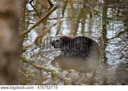 Beaver In Water Eating Hallabrottet Kumla Sweden